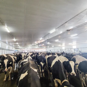 cows inside foth ventures