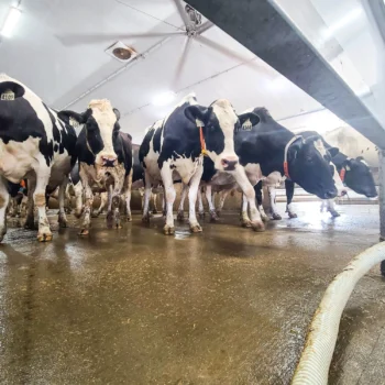 cows inside foth ventures